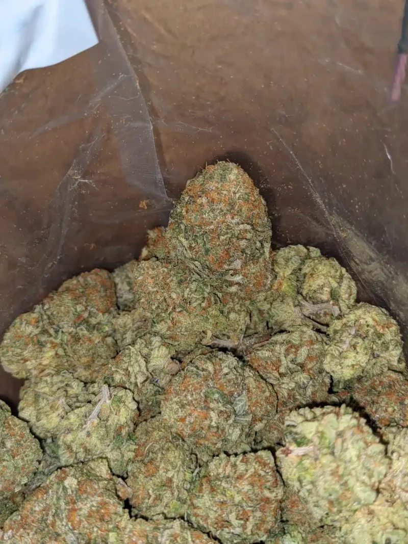 Orange Comatose - Image 6