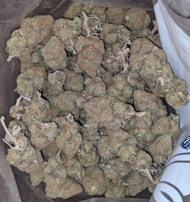 Orange Haze - Image 5