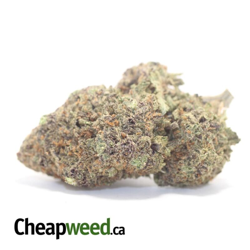 Purple Crack