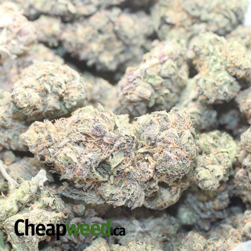 Purple Jetfuel - Image 3
