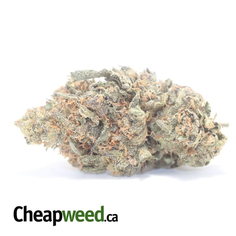 Purple Jetfuel