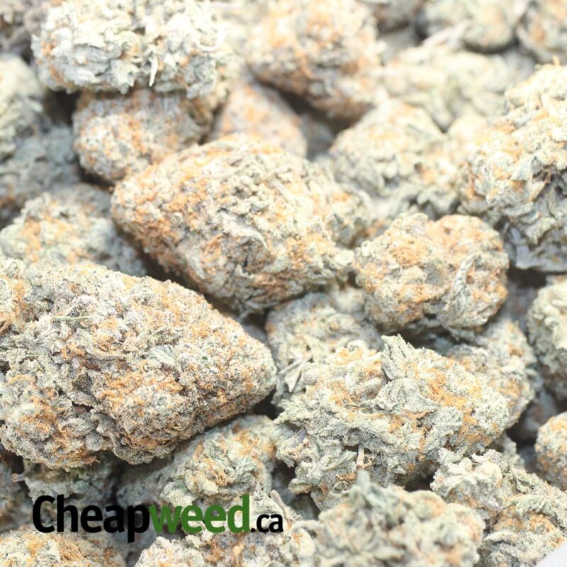 Panama Red - Image 3