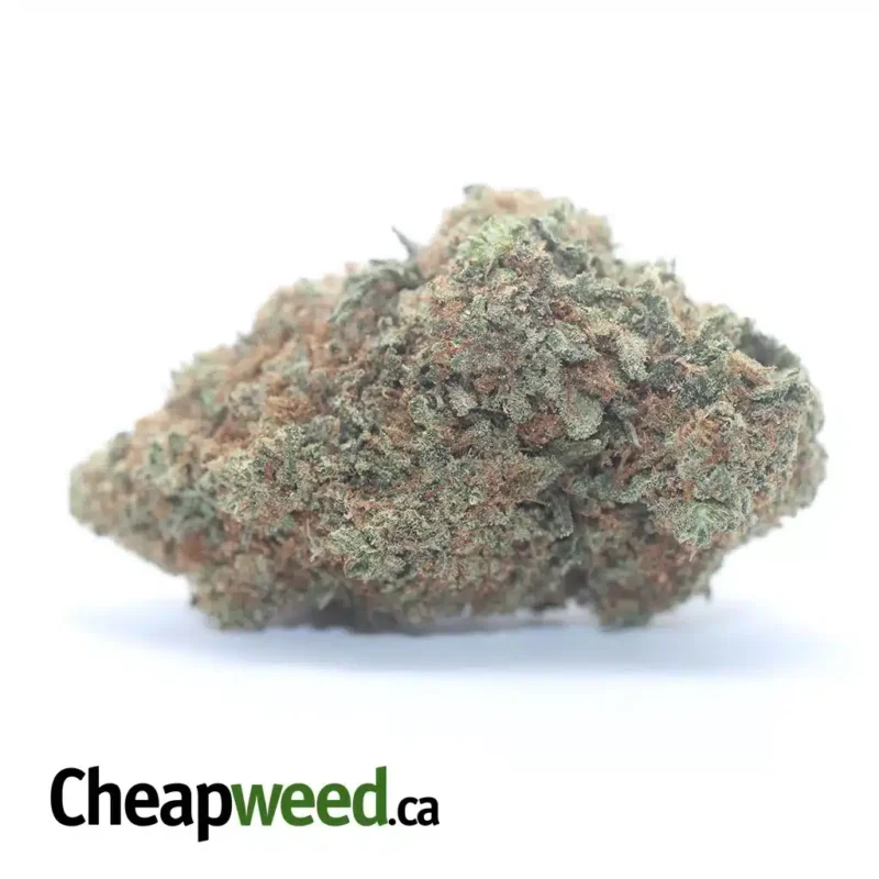 Papaya