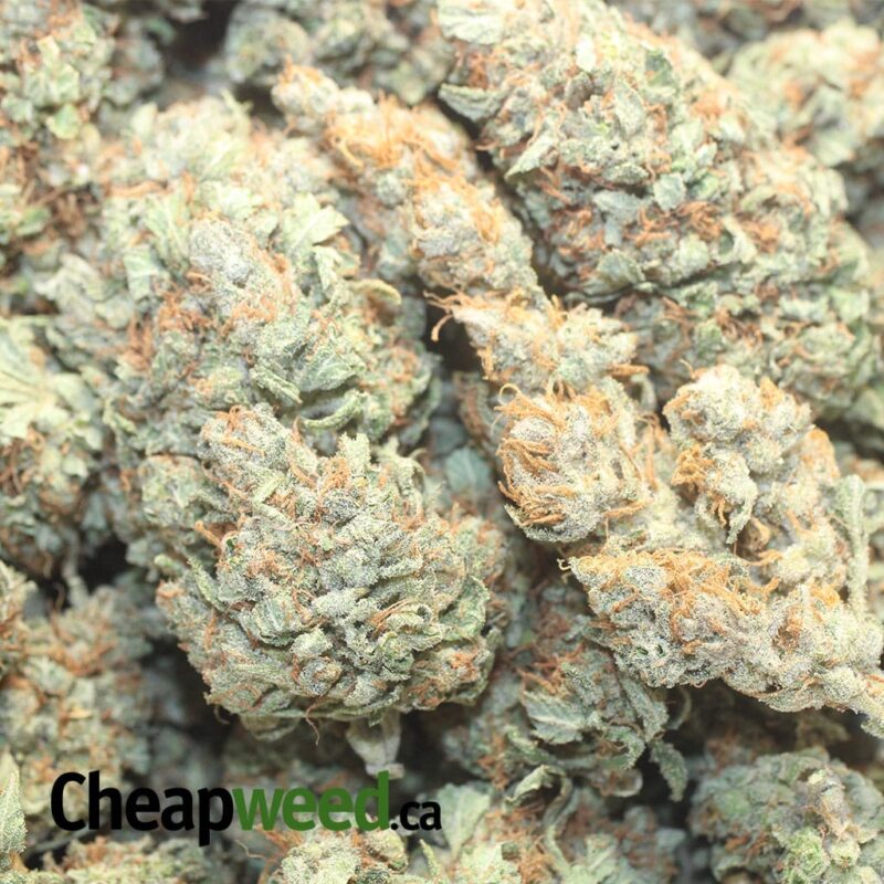 Pineapple Diesel - Image 3