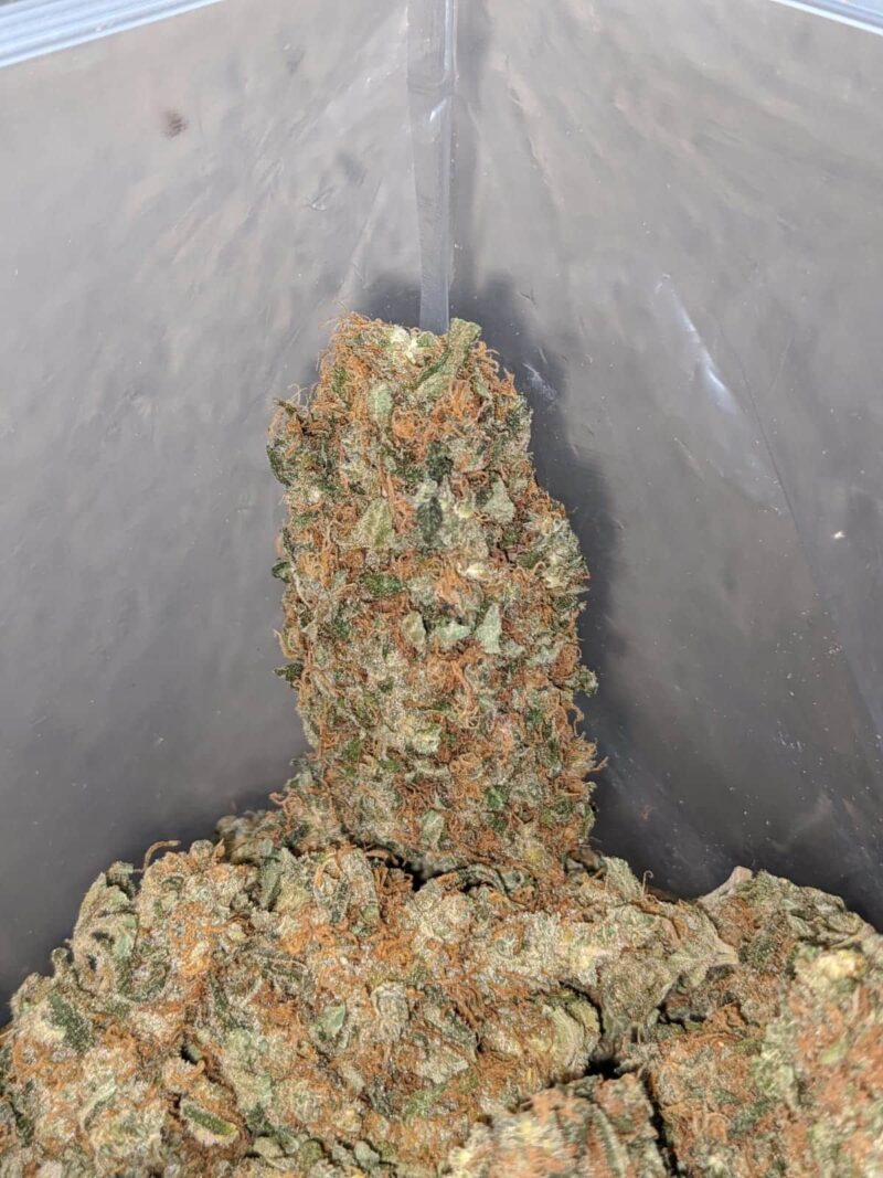 Pineapple Skunk - Image 2