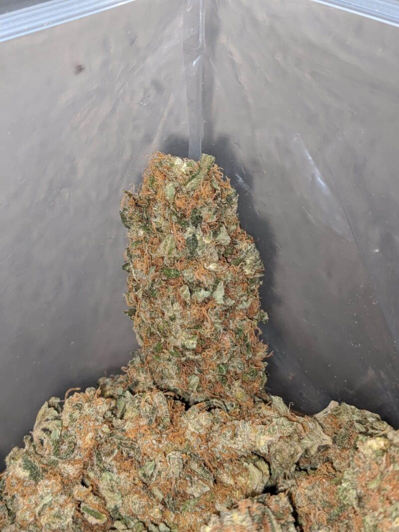 Pineapple Skunk - Image 5