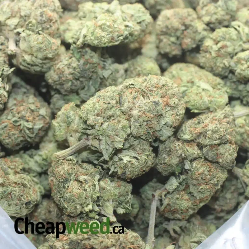 Pink Bubba - Image 3