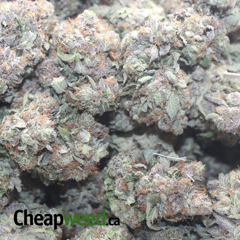 Pink Chemdawg - Image 3
