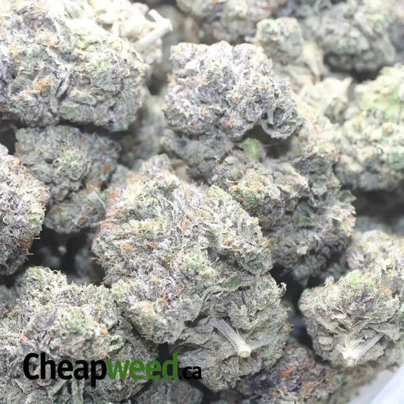 Pink Gas AAAA - Image 3