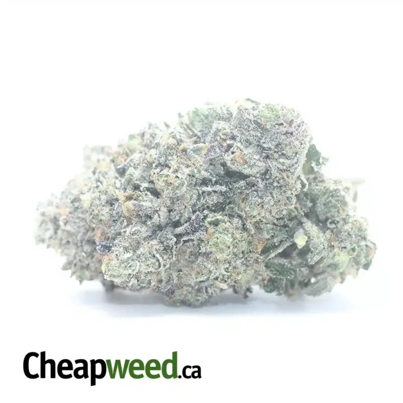 Pink Gas AAAA