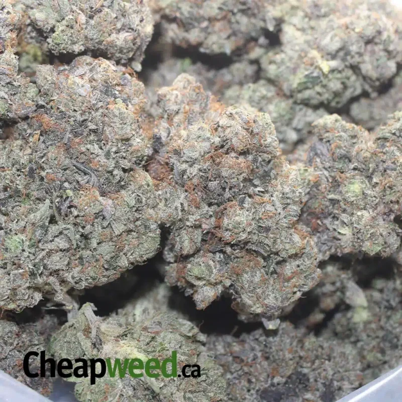 Pink Kush - Image 3