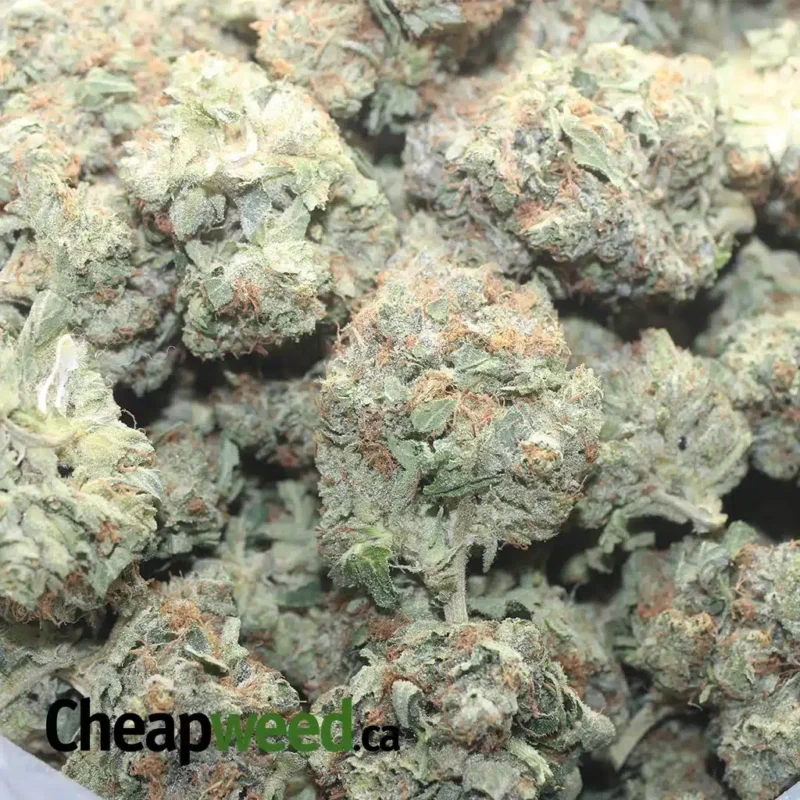 Pink Star - Image 3