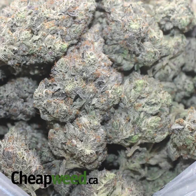 Pink Tuna Kush - Image 3