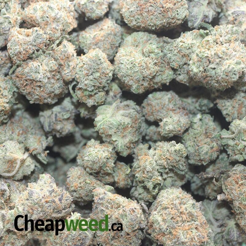 Platinum Blackberry - Image 3
