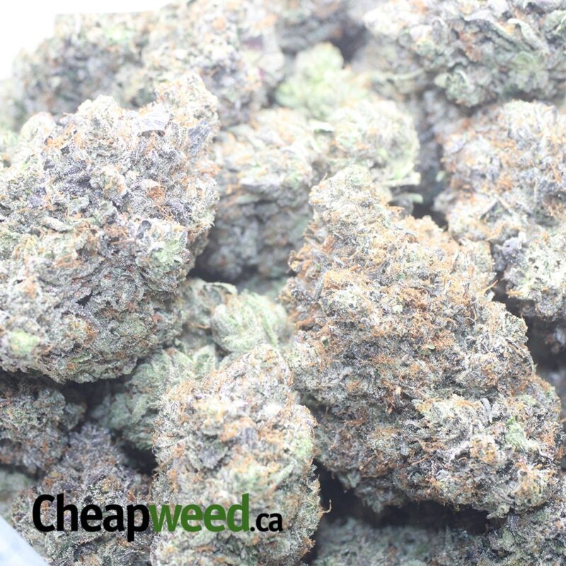 Platinum Rockstar Pink - Image 3