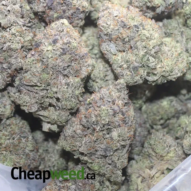 Platinum Pink - Image 3