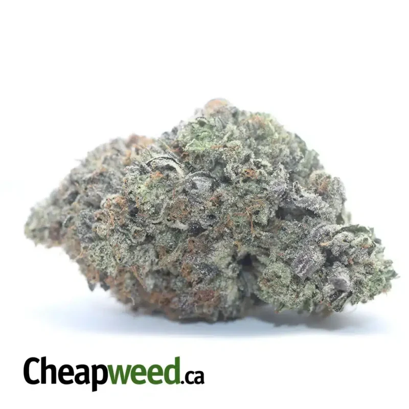 Platinum Pink