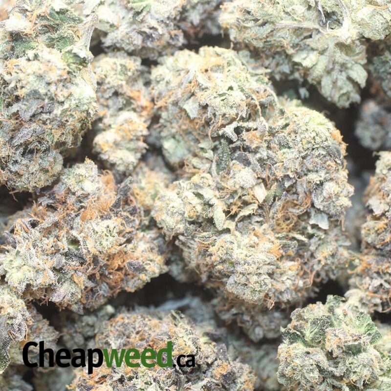 Platinum Rockstar - Image 3