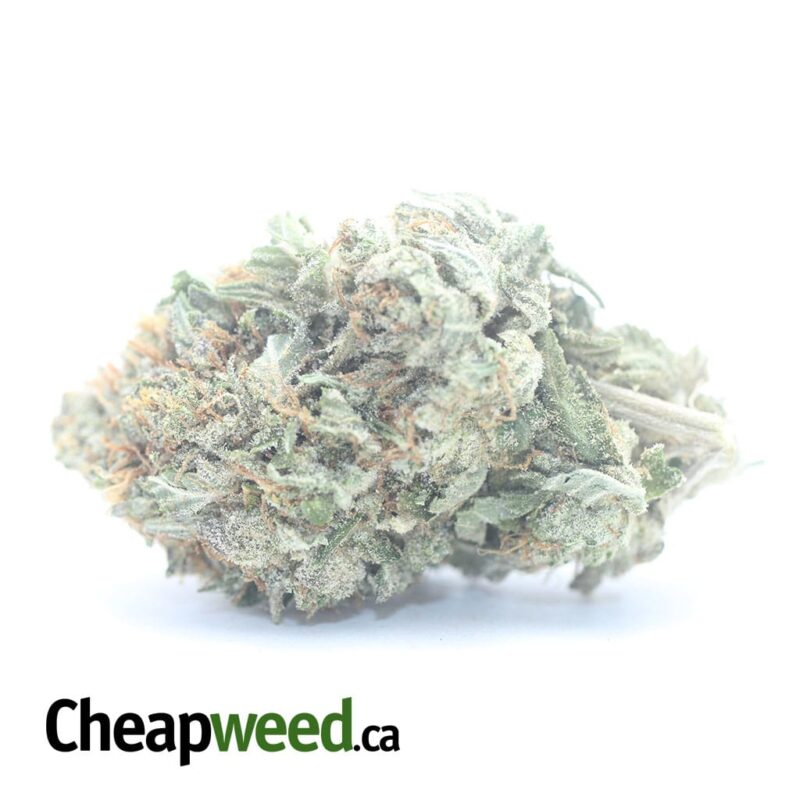 Presidential OG
