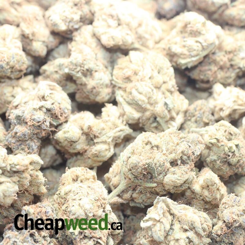 Pugs Breath Bulk Special - Image 3