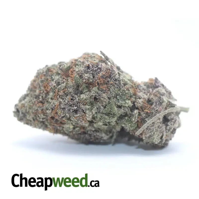 Purple Acai