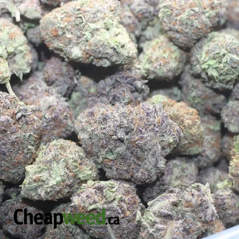 Purple God - Image 3