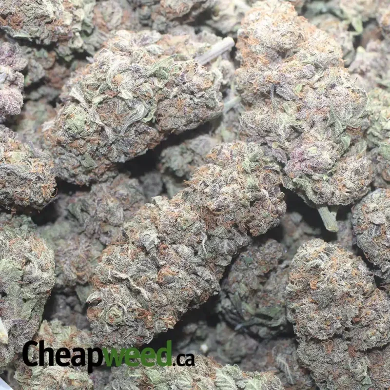 Purple Haze - Image 3