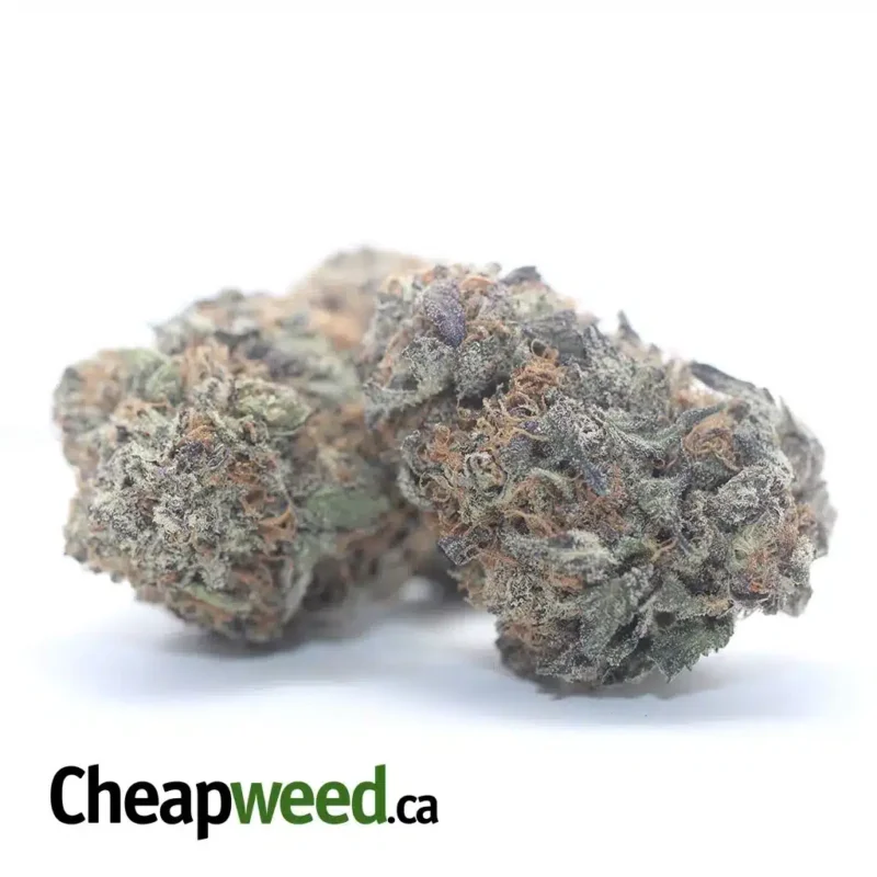 Purple Haze - Image 2