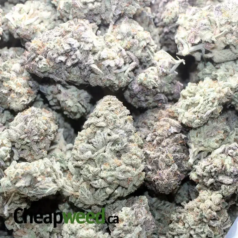 Purple Headband - Image 3