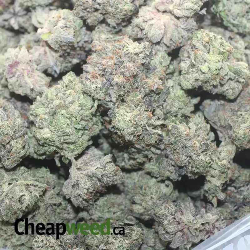 Purple Hindu Kush - Image 3