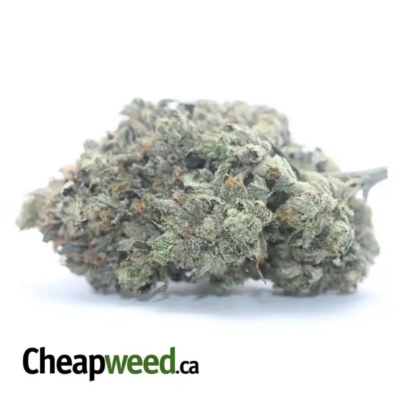 Purple Hindu Kush