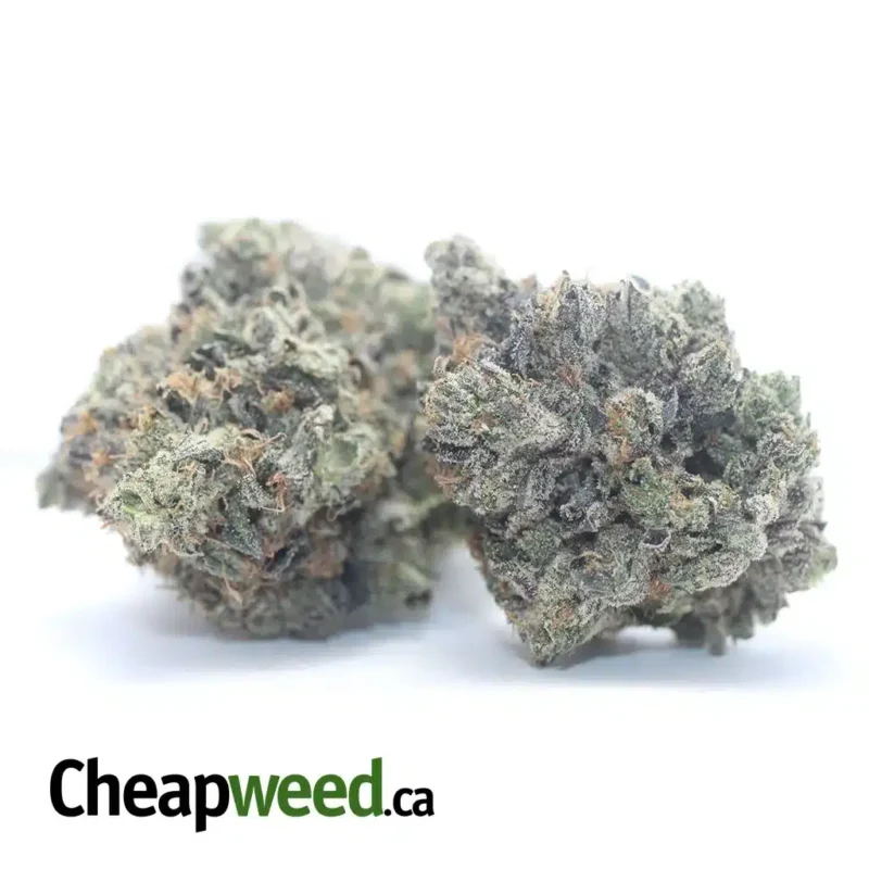 Purple Hindu Kush - Image 2