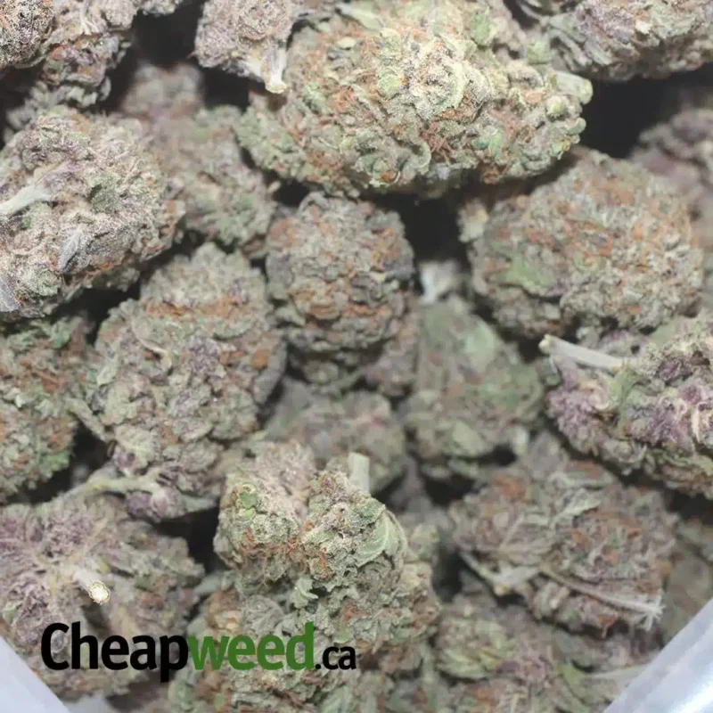 Purple Huckleberry - Image 3
