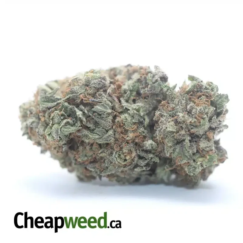 Purple Huckleberry