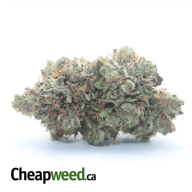 Purple Kush