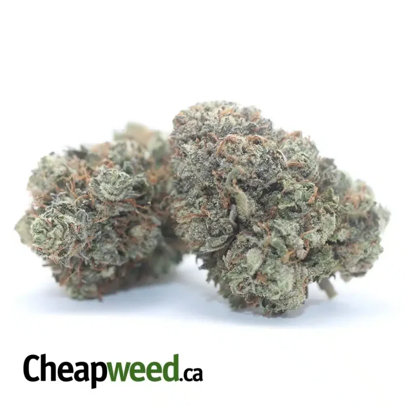 Purple Kush - Image 2