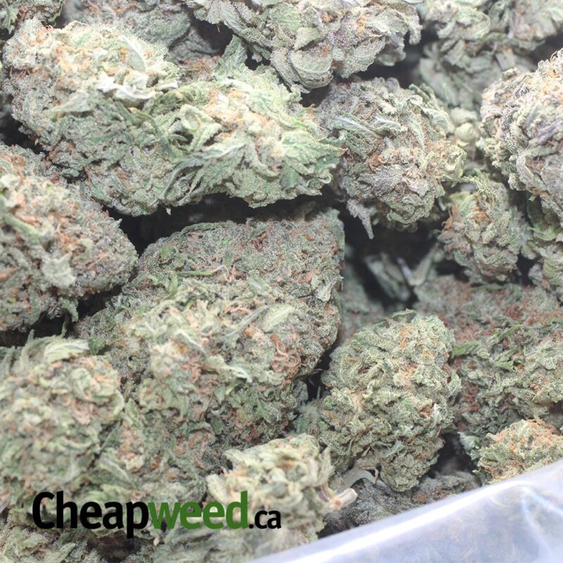 Purple Nuken - Image 3