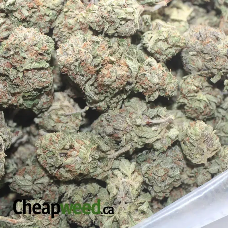 Purple OG - Image 3