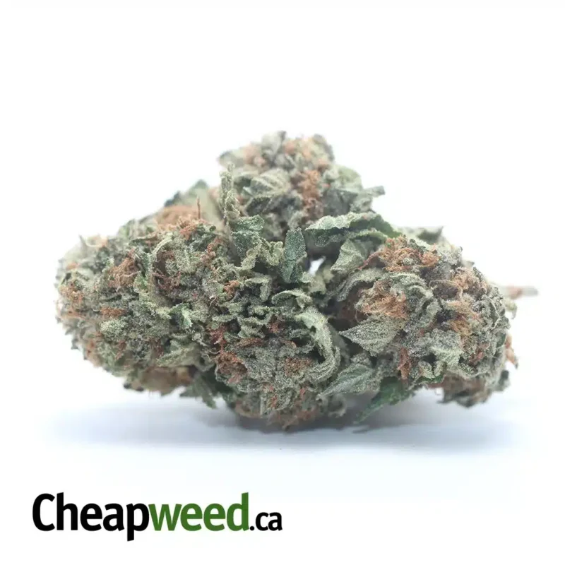 Purple OG