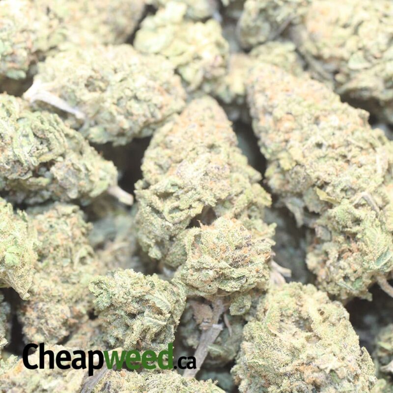 Purple Rhino - Image 3