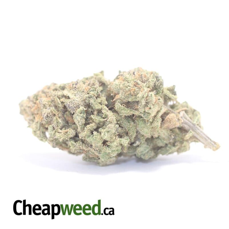 Purple Rhino