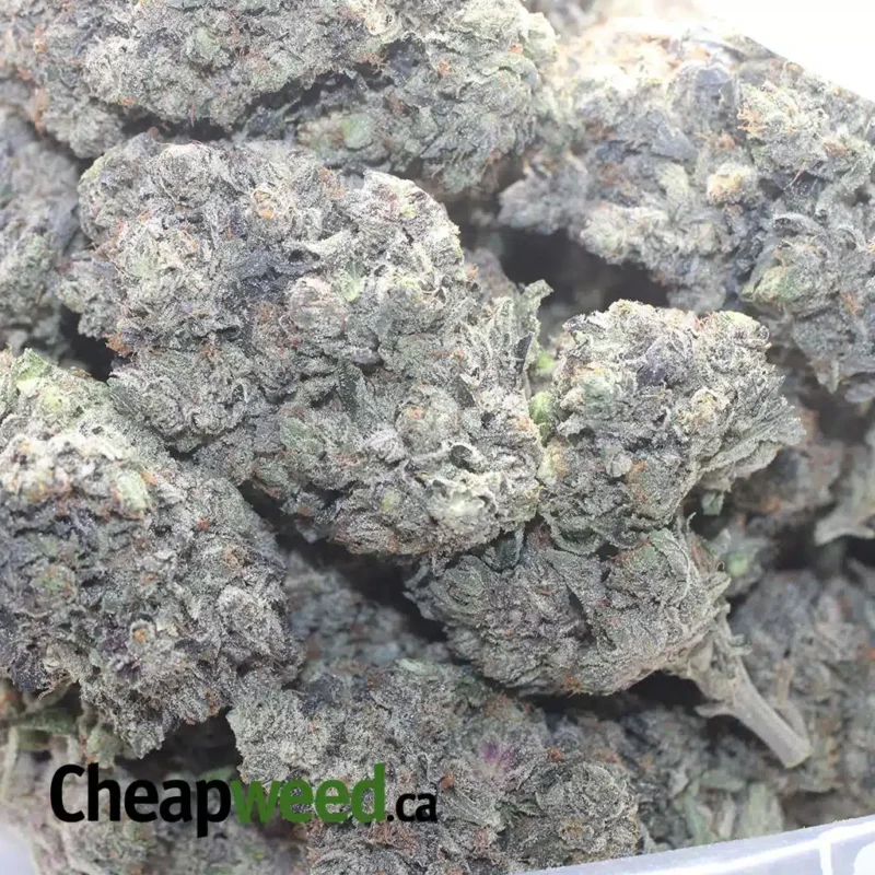 Purple Rockstar - Image 3