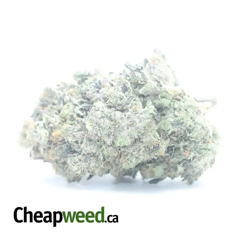 Purple Rockstar