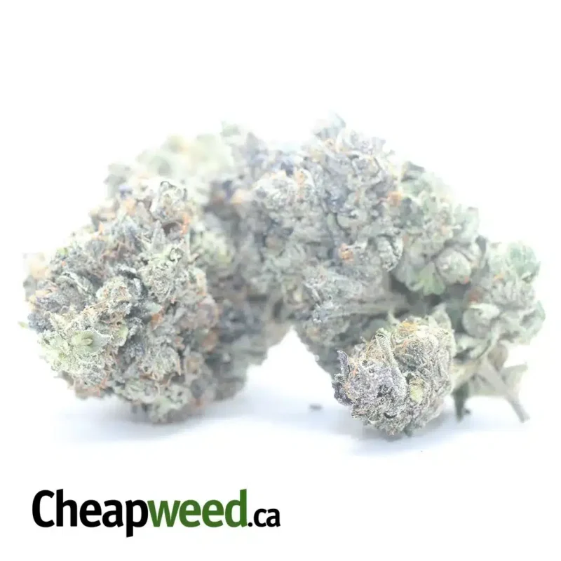 Purple Rockstar - Image 2