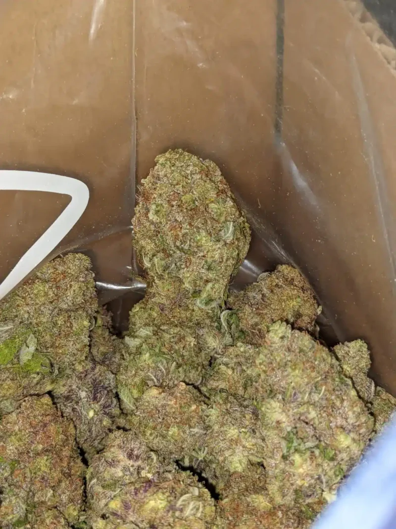 Purple Skunk - Image 2