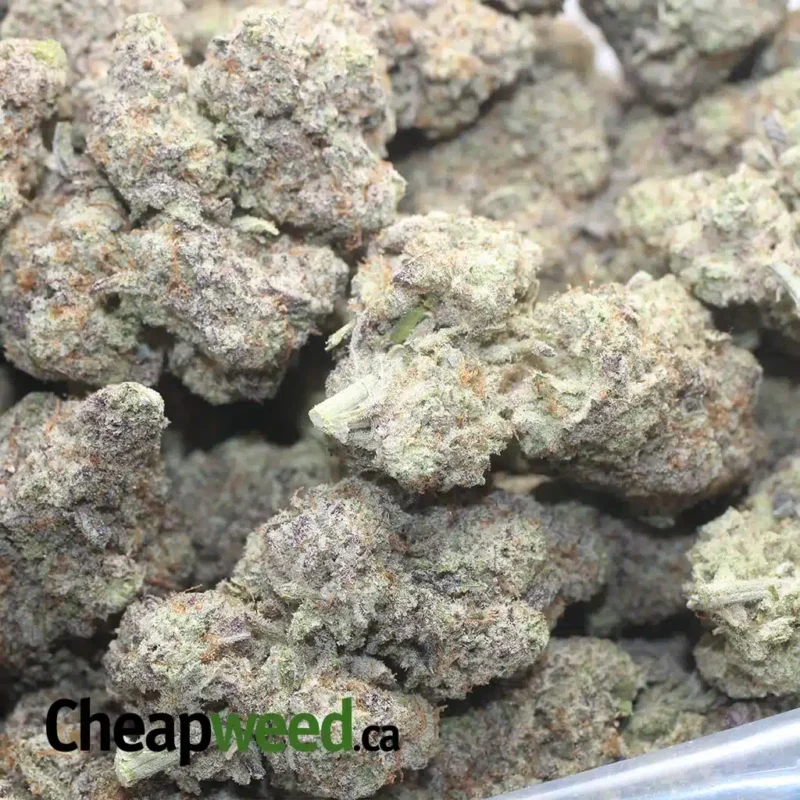 Purple Stardawg - Image 3