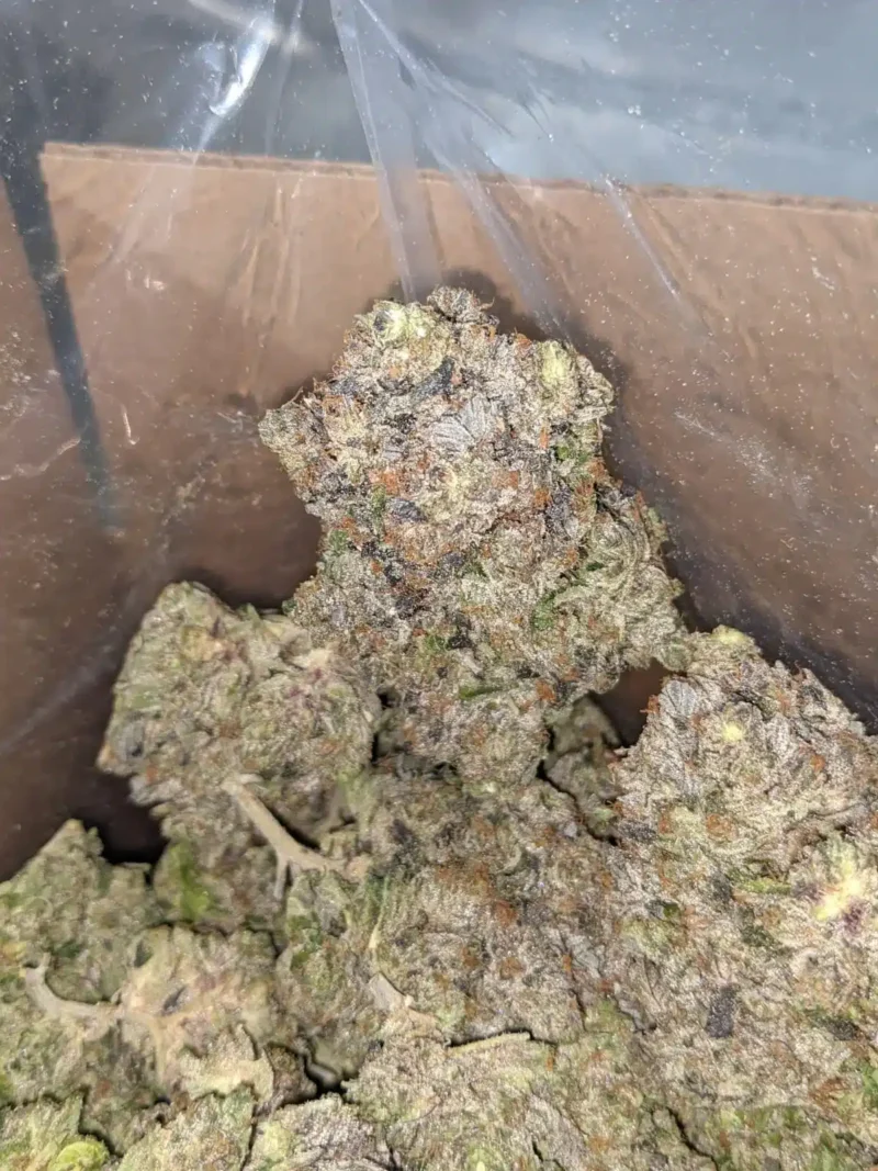 Purple Tuna - Image 3