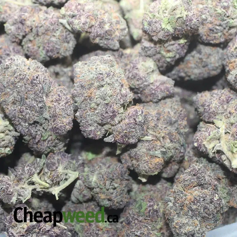 Purple Voodoo - Image 3