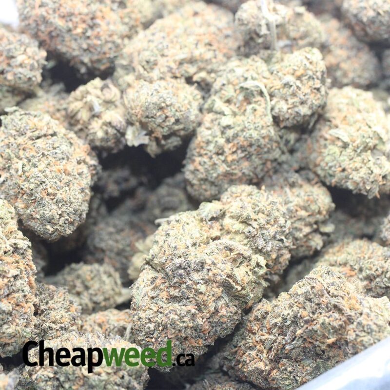 Purple Zkittles - Image 3