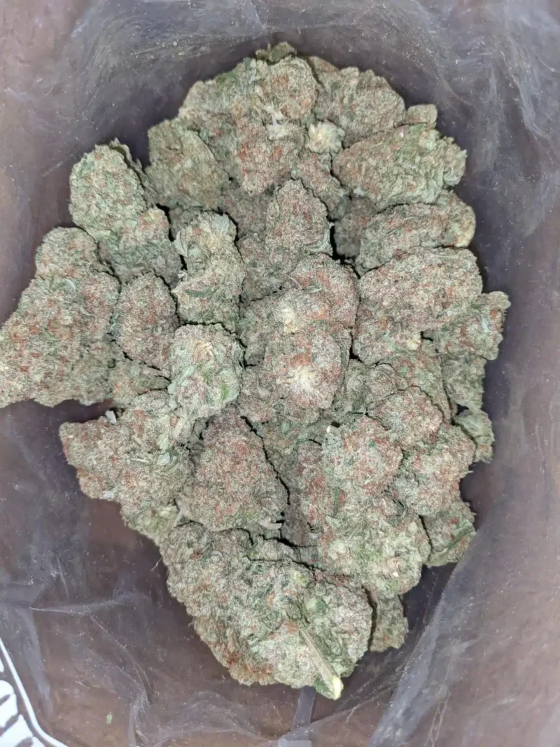 Papaya - Image 5